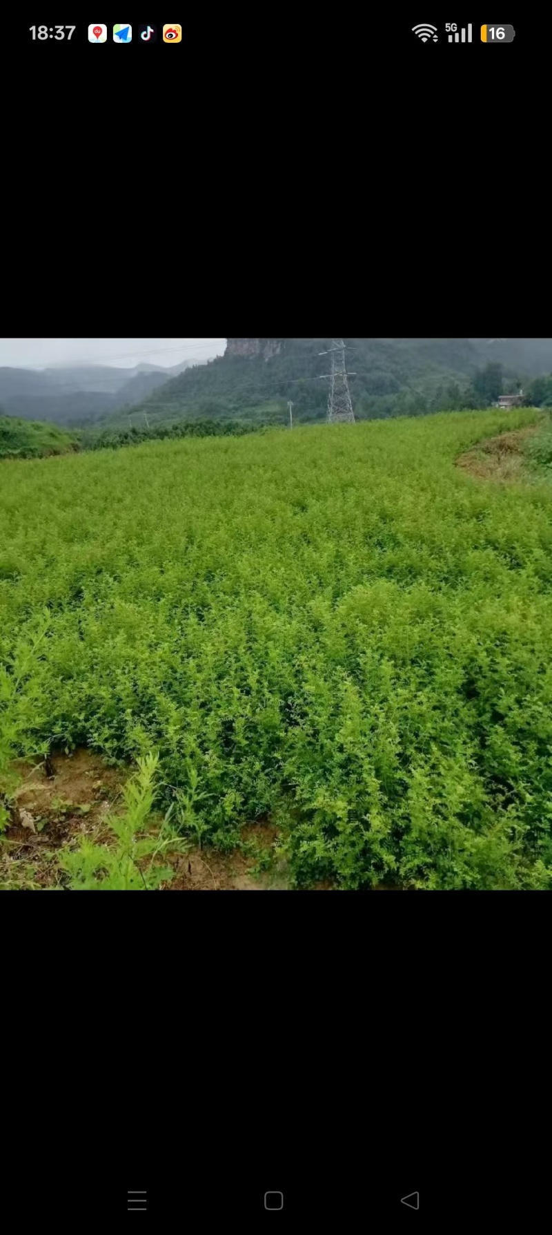 贵州高山刺梨苗大量有货，需要的客户联系我！