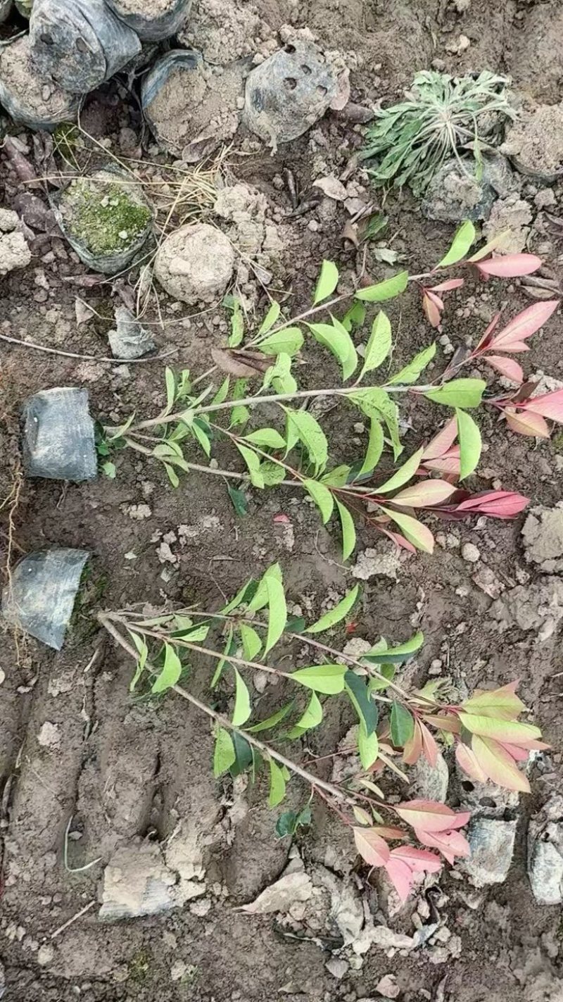 红叶石楠大杯苗