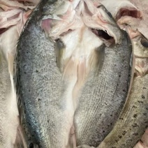 海鲈鱼去鱼鳞去内脏去鱼鳃免处理酒店食材烤鱼七星鲈鱼