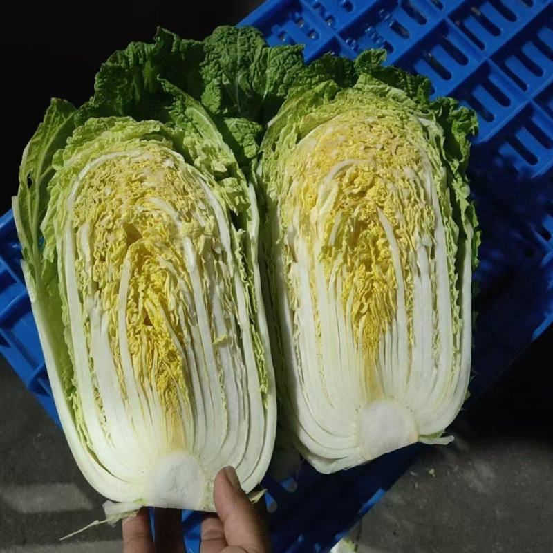 玲珑黄心大白菜