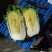 玲珑黄心大白菜