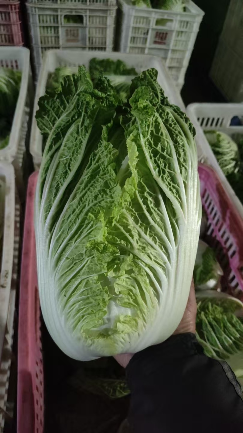 玲珑黄心大白菜