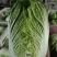 玲珑黄心大白菜