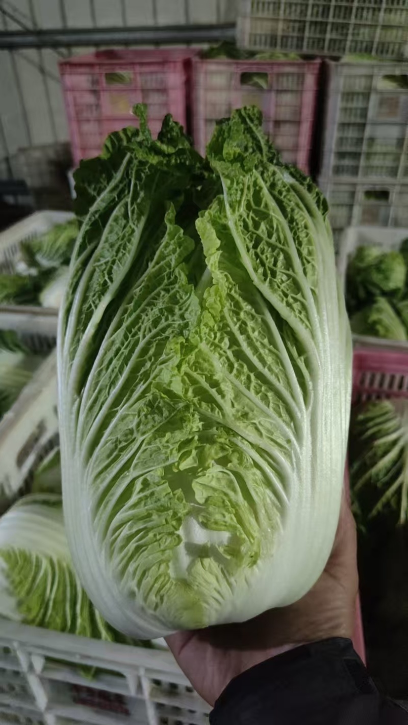 玲珑黄心大白菜