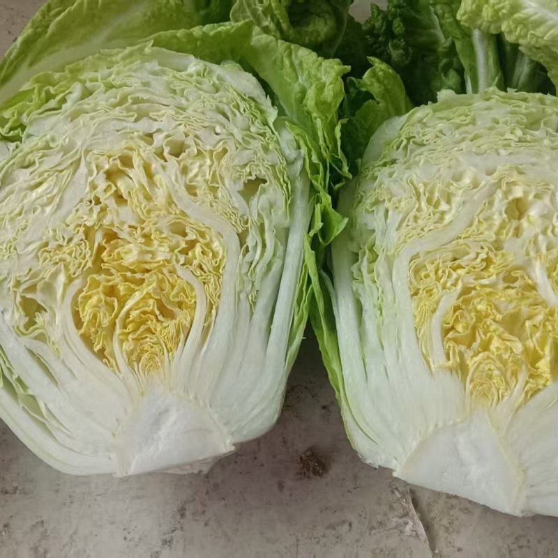 868包菜一新乡小包