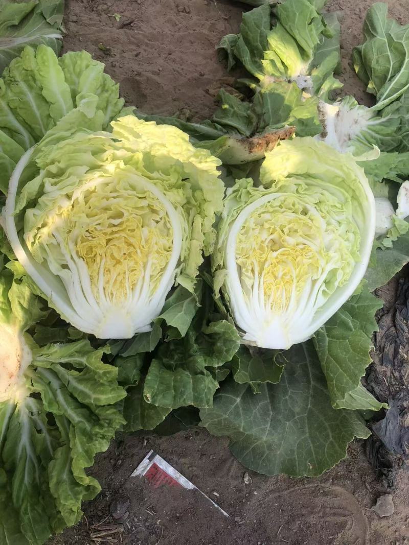 868包菜一新乡小包