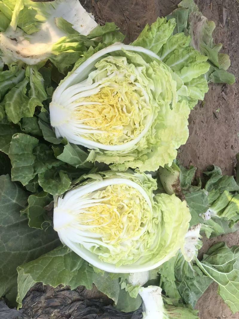 868包菜一新乡小包