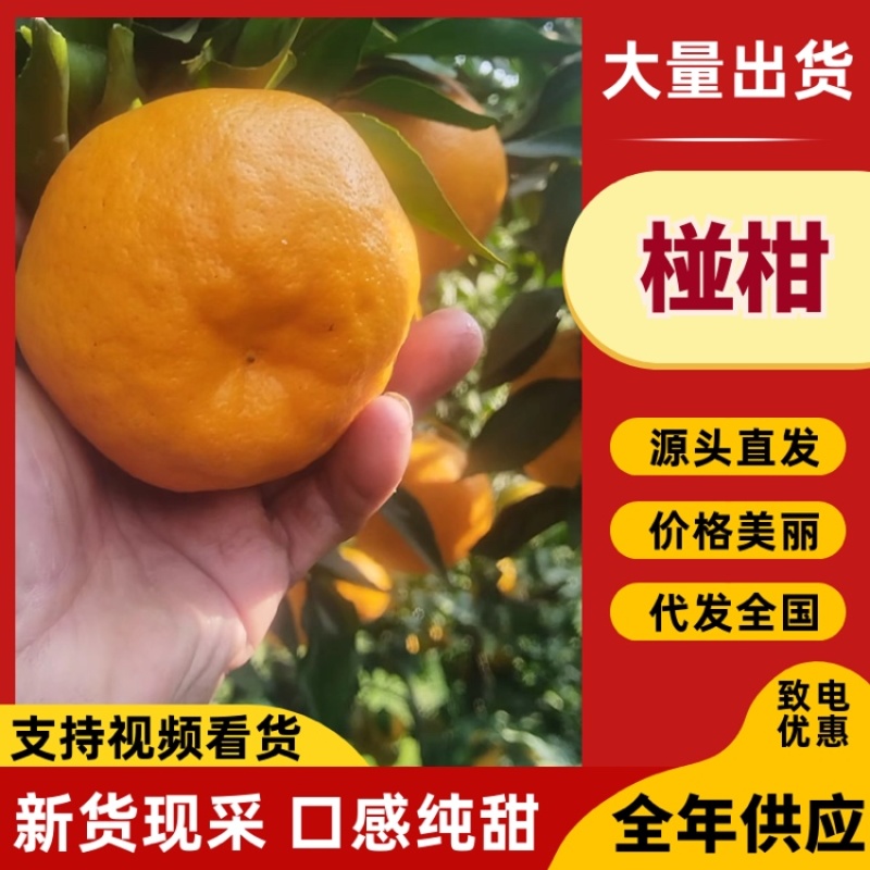 椪柑品质保证服务周到产地直发一手货源价格美丽