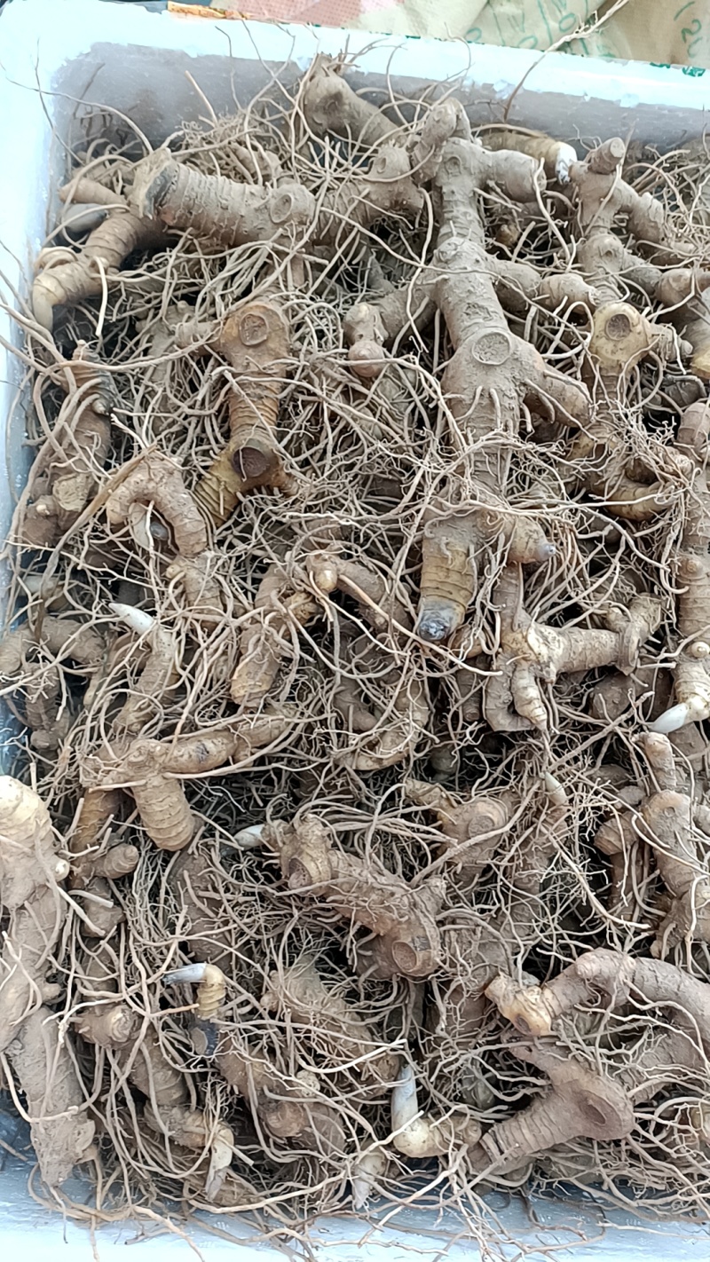 铜钱精