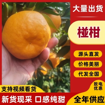 椪柑品质保证服务周到产地直发一手货源价格美丽