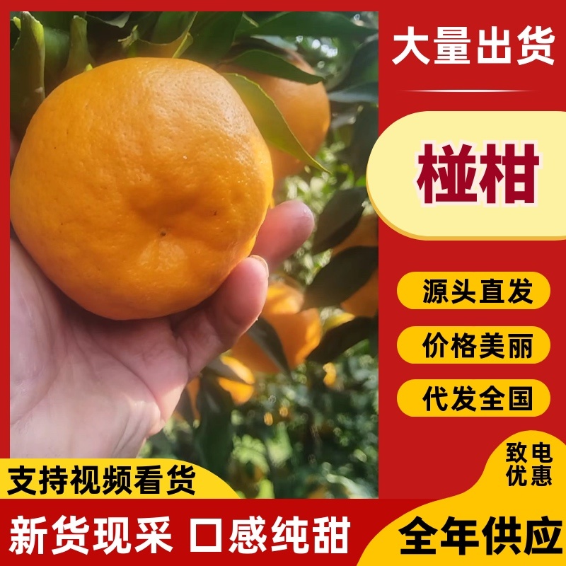 椪柑品质保证服务周到产地直发一手货源价格美丽