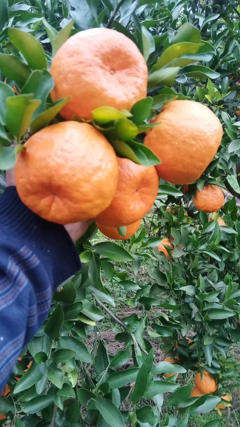 椪柑价格美丽欢迎联系品质保证服务周到大量现货