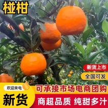 椪柑价格美丽欢迎联系品质保证服务周到大量现货