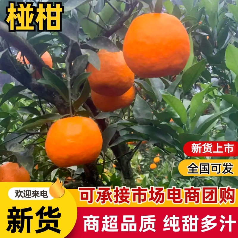 椪柑价格美丽欢迎联系品质保证服务周到大量现货