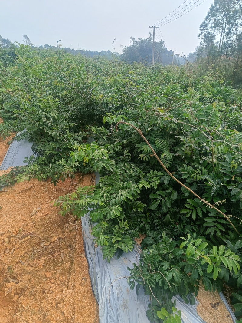 改良中叶牛大力苗