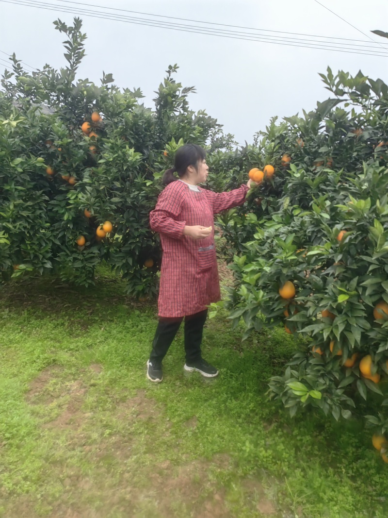 涪陵南沱镇睦和村，纽荷尔脐橙