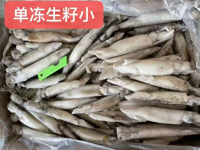 生冻笔管生籽籽乌加州笔管鱿鱼海兔带籽