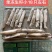 生冻笔管生籽籽乌加州笔管鱿鱼海兔带籽