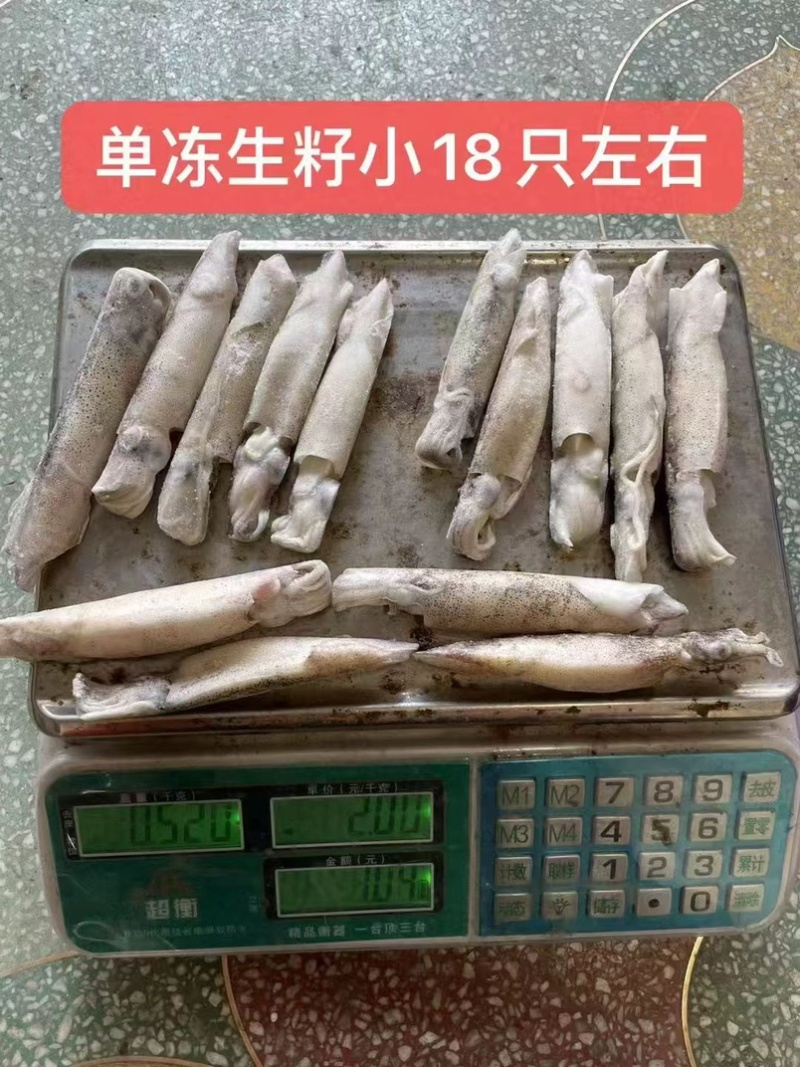 生冻笔管生籽籽乌加州笔管鱿鱼海兔带籽