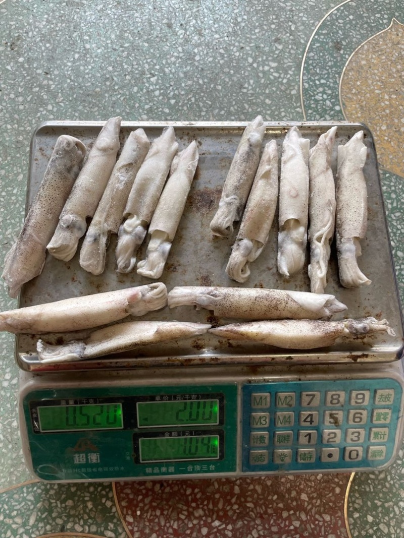 生冻笔管生籽籽乌加州笔管鱿鱼海兔带籽