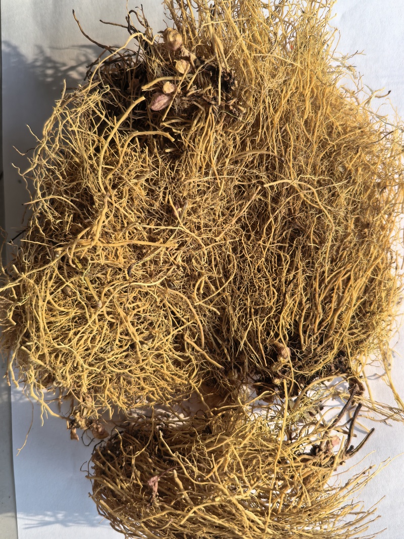 细辛辽细辛精品细辛干净无杂质一手货源