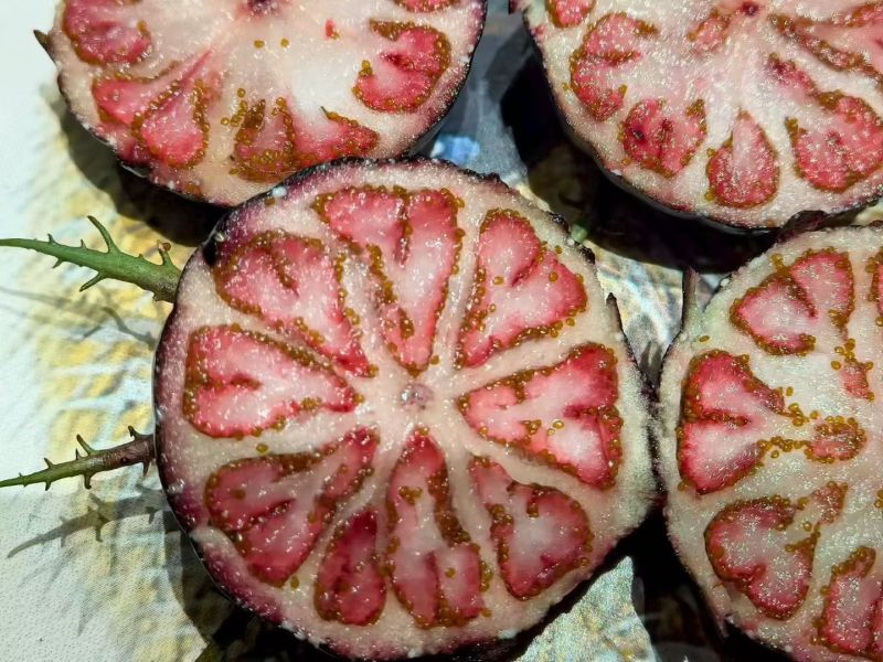 马关红果参