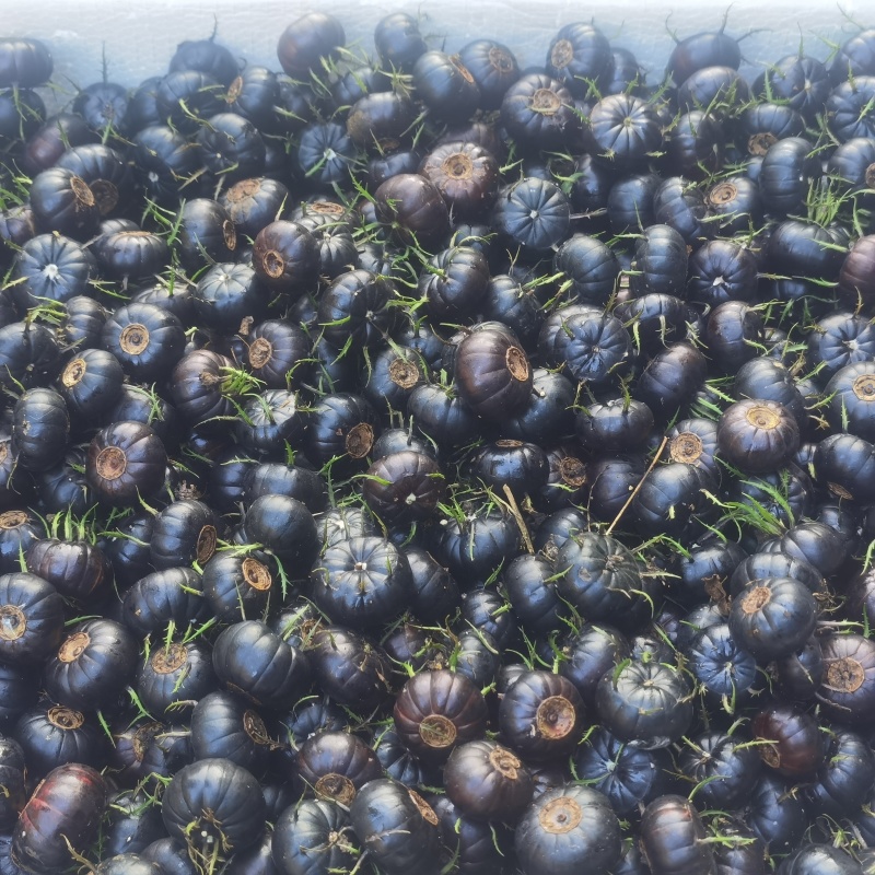 马关红果参