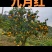 秭归县九月红(果冻橙)质量上佳，欢迎大家来产地考察