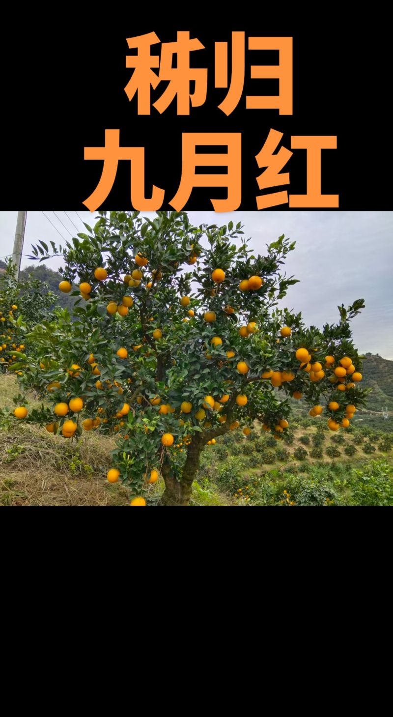 秭归县九月红(果冻橙)质量上佳，欢迎大家来产地考察