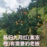 秭归县九月红(果冻橙)质量上佳，欢迎大家来产地考察