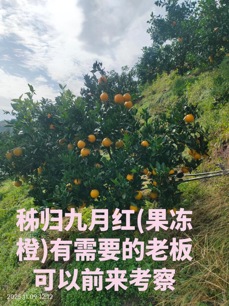 秭归县九月红(果冻橙)质量上佳，欢迎大家来产地考察