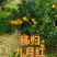 秭归县九月红(果冻橙)质量上佳，欢迎大家来产地考察