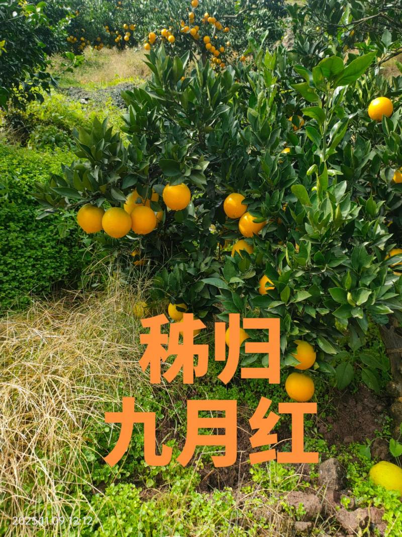 秭归县九月红(果冻橙)质量上佳，欢迎大家来产地考察