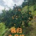 秭归县九月红(果冻橙)质量上佳，欢迎大家来产地考察