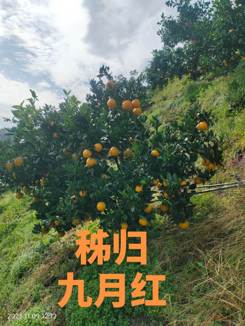 秭归县九月红(果冻橙)质量上佳，欢迎大家来产地考察