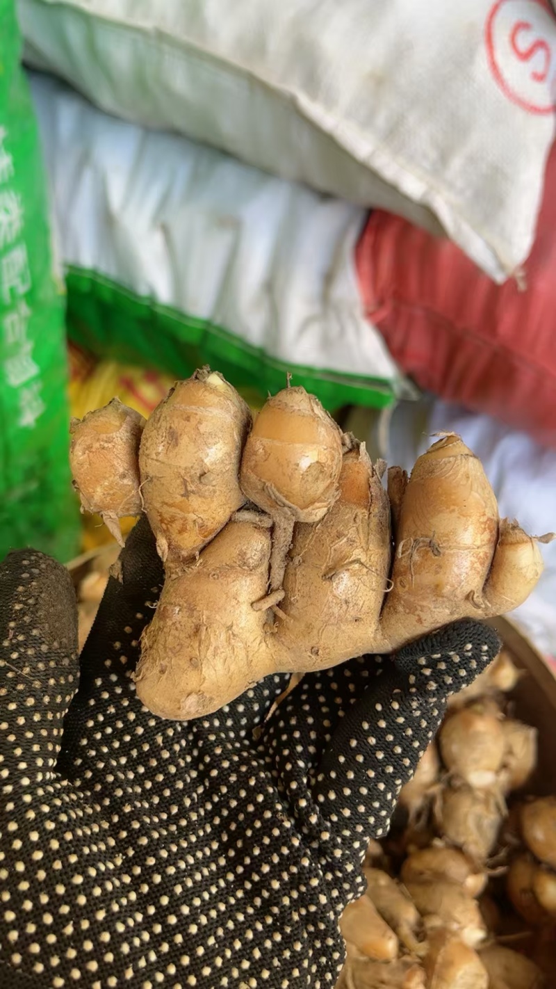 沙姜新鲜现挖广东湛江茂名特产山奈白切鸡椰子鸡调配料老姜可种苗