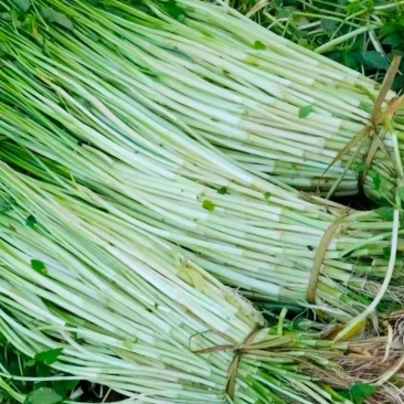 精品水芹菜产地直发一手货源量大价优欢迎随时联系