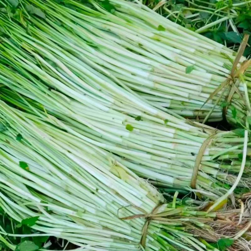 精品水芹菜产地直发一手货源量大价优欢迎随时联系
