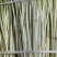 精品水芹菜产地直发一手货源量大价优欢迎随时联系