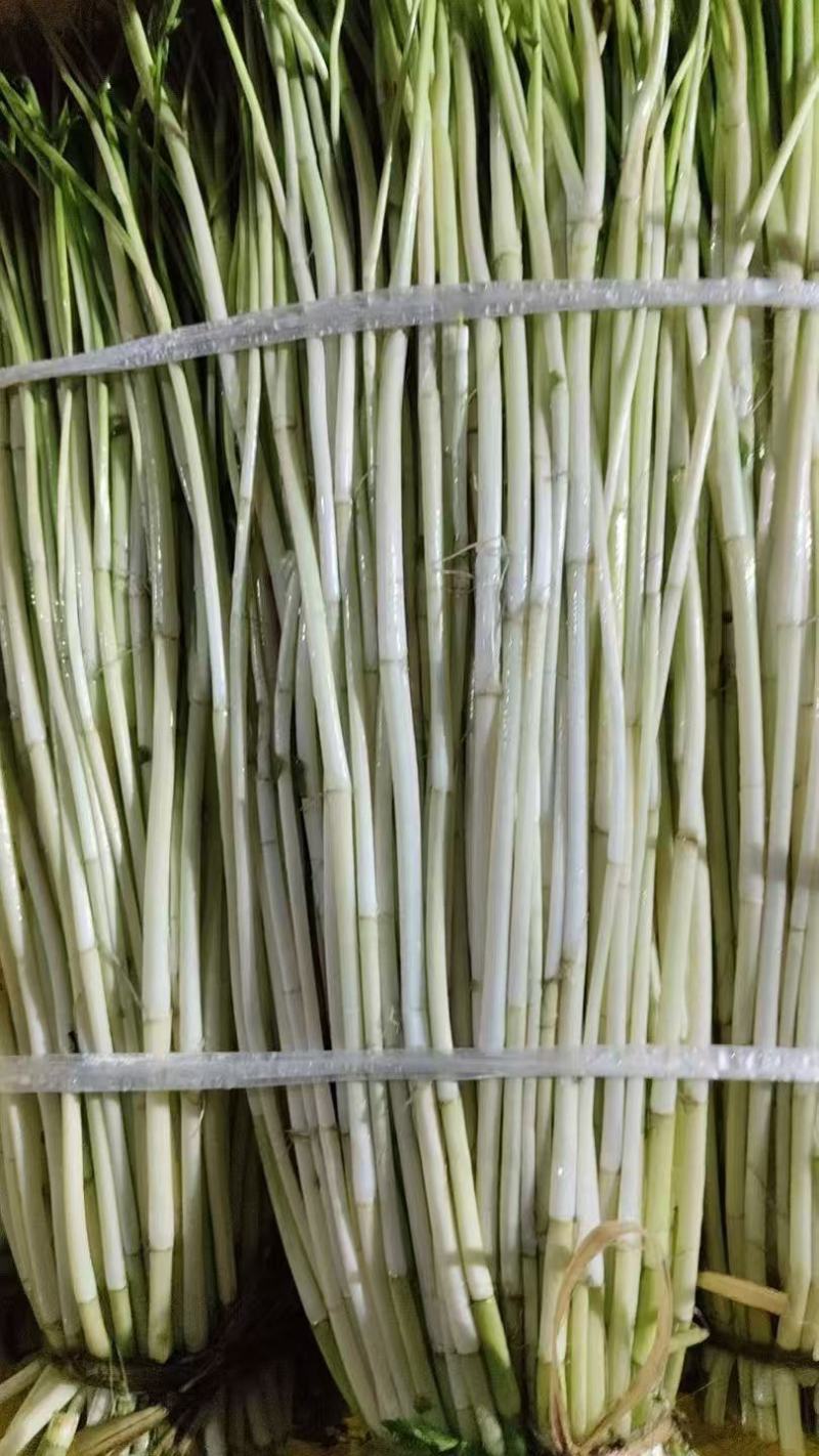 精品水芹菜产地直发一手货源量大价优欢迎随时联系
