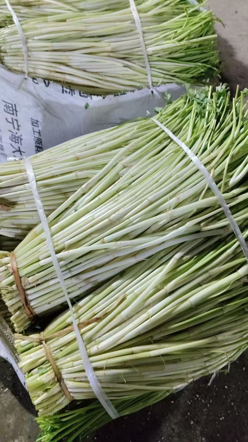精品水芹菜产地直发一手货源量大价优欢迎随时联系