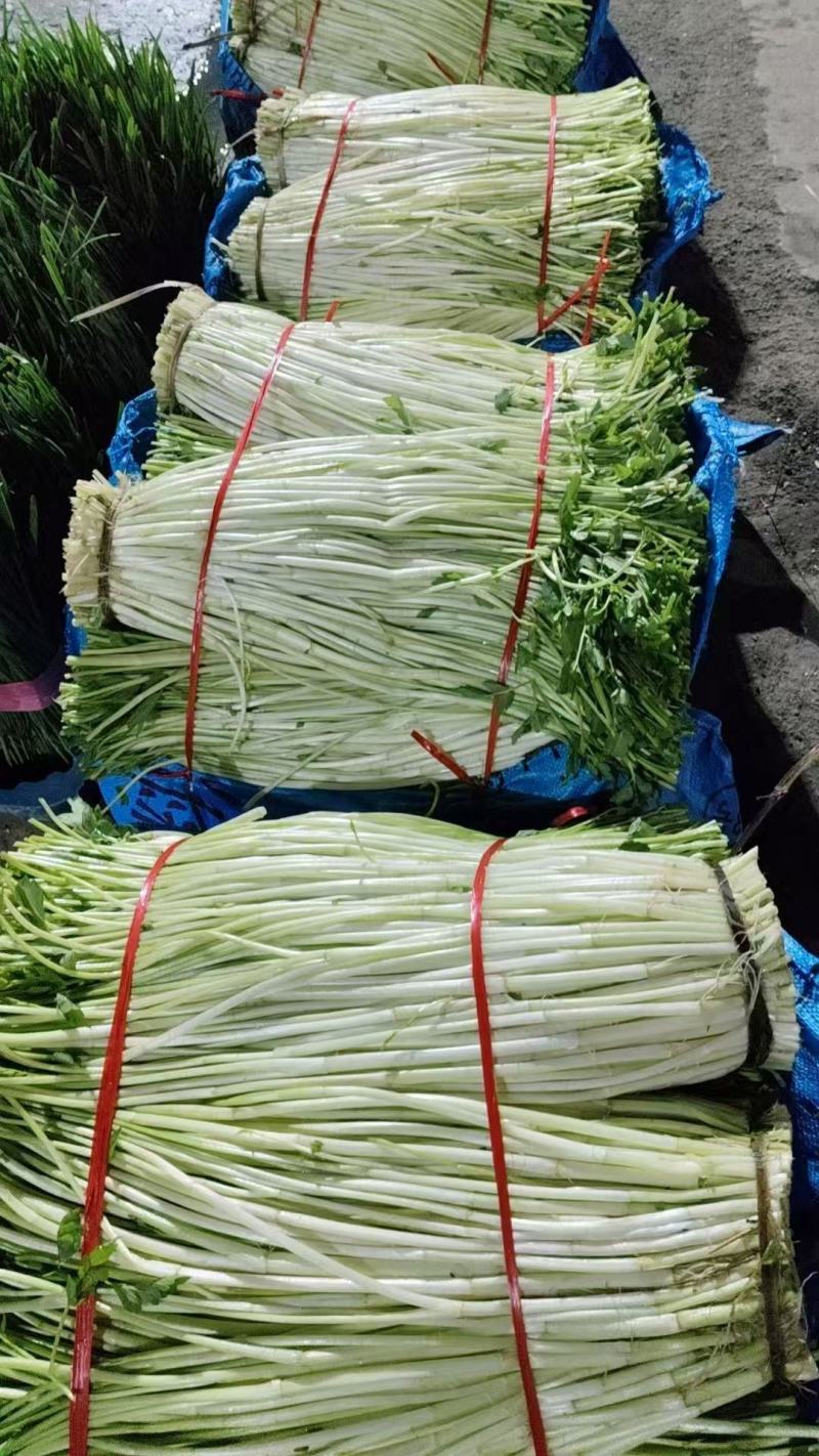 精品水芹菜产地直发一手货源量大价优欢迎随时联系