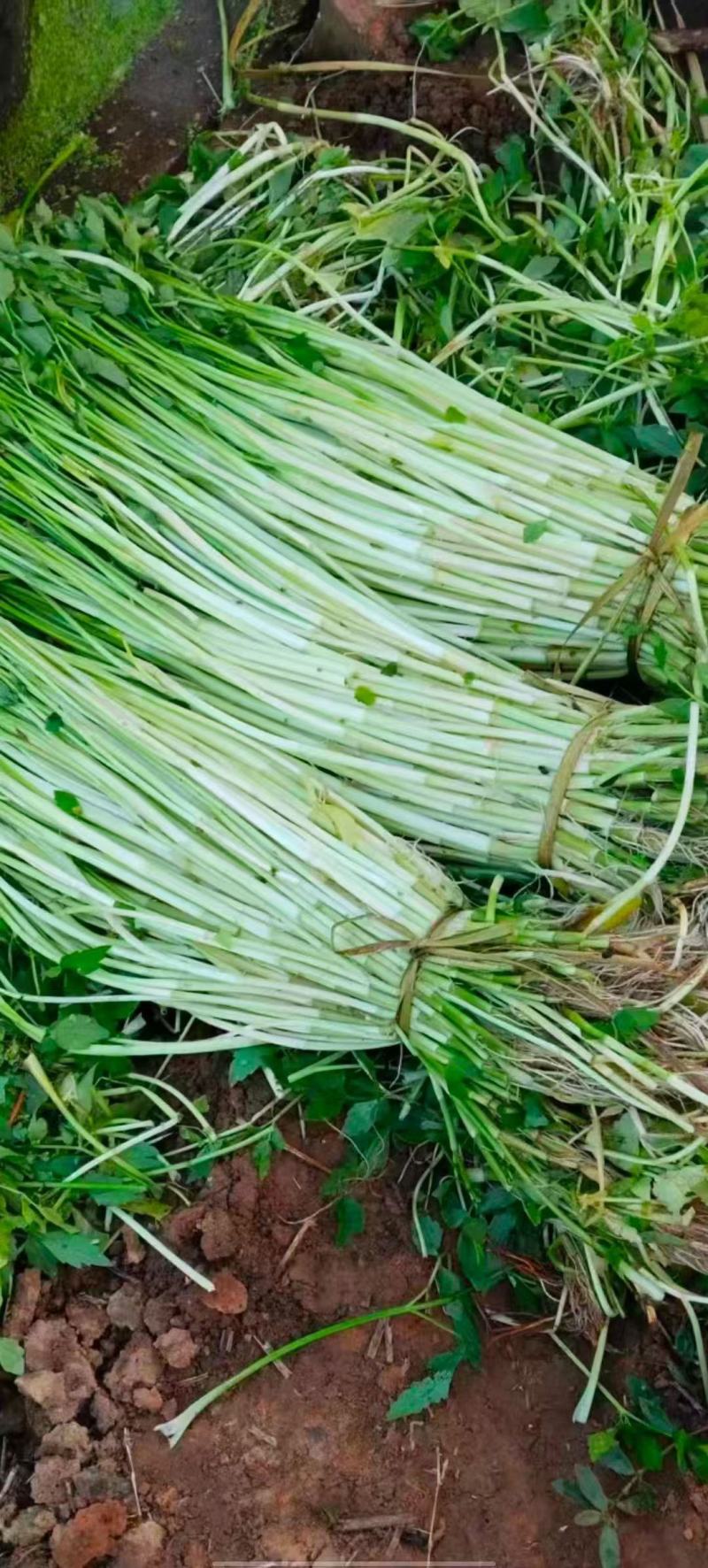 精品水芹菜产地直发一手货源量大价优欢迎随时联系
