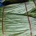 精品水芹菜产地直发一手货源量大价优欢迎随时联系