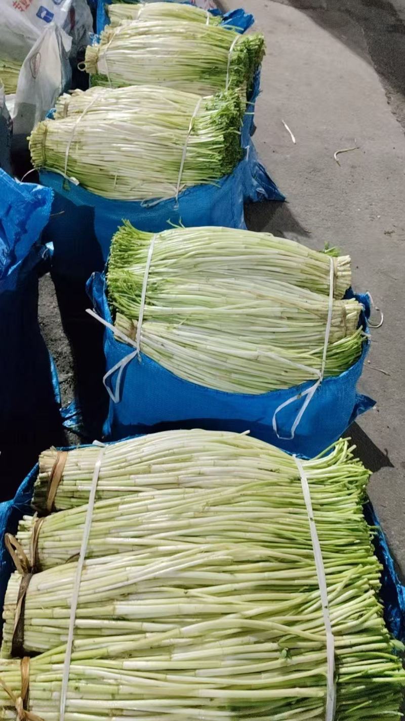 精品水芹菜产地直发一手货源量大价优欢迎随时联系