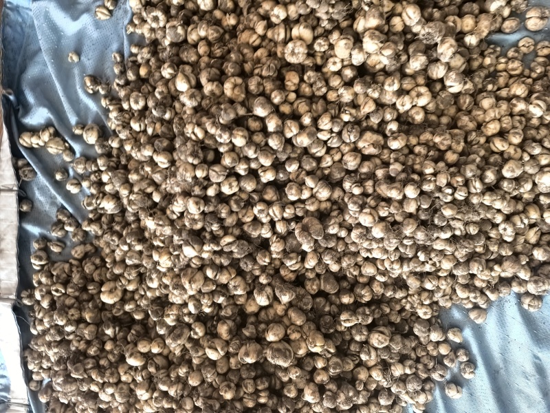 出售川贝母鳞茎，种子，