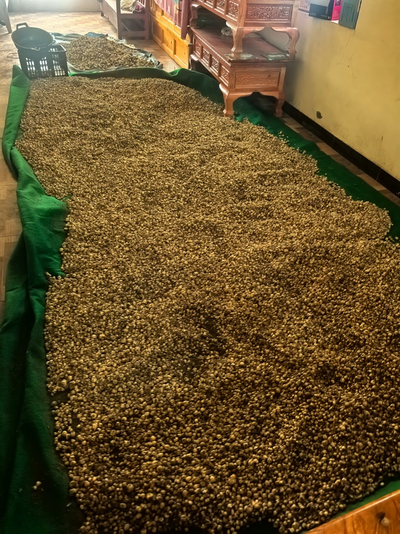 出售川贝母鳞茎，种子，