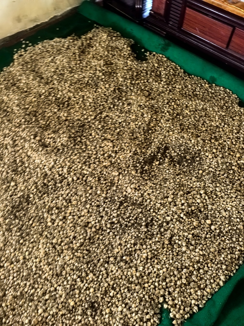 出售川贝母鳞茎，种子，