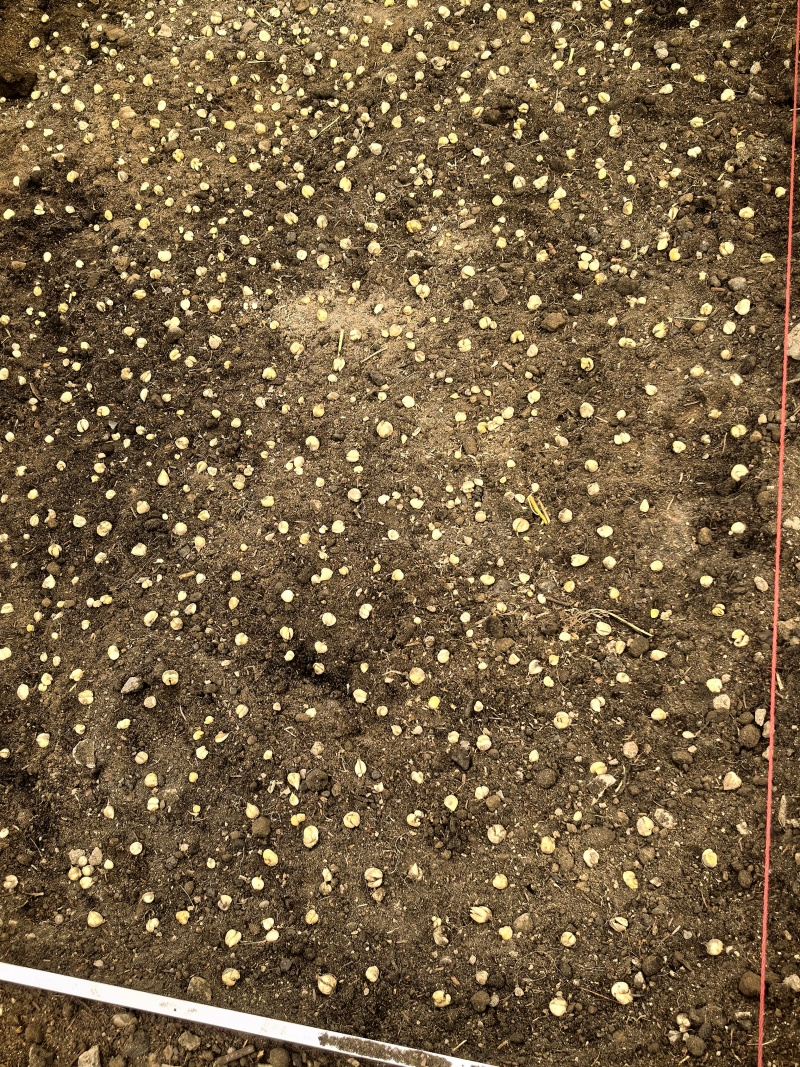 出售川贝母鳞茎，种子，