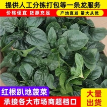 红根趴地菠菜产地直销量大从优可视频看货对接全国各地客商